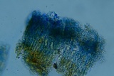 Peniophora cinerea image