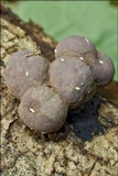 Daldinia concentrica image