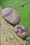 Daldinia concentrica image