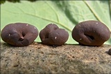 Daldinia concentrica image