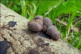 Daldinia concentrica image