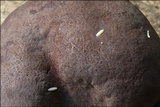 Daldinia concentrica image