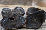 Daldinia concentrica image