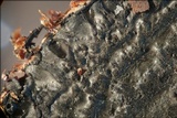 Daldinia concentrica image