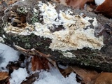 Phanerodontia magnoliae image