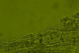 Phanerodontia magnoliae image
