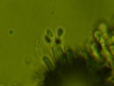Phanerodontia magnoliae image