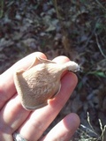 Panus lecomtei image