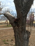 Ganoderma sessile image