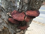 Ganoderma sessile image