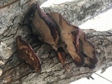 Ganoderma sessile image