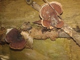 Hexagonia variegata image