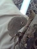 Hexagonia variegata image