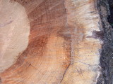 Armillaria solidipes image