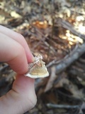 Trametes hirsuta image