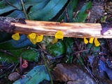 Guepiniopsis alpina image