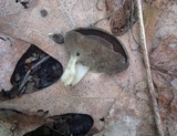Helvella solitaria image