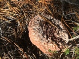 Hydnellum peckii image