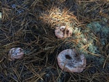 Hydnellum peckii image