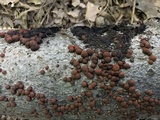 Hypoxylon fragiforme image