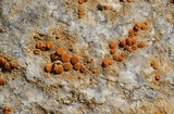 Caloplaca luteominia image