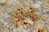 Caloplaca luteominia image