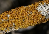 Xanthomendoza oregana image