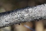 Cliostomum griffithii image
