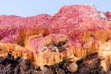 Hypomyces rosellus image