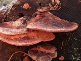 Rhodofomes cajanderi image