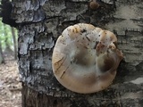 Ischnoderma benzoinum image