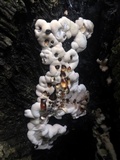 Kretzschmaria deusta image