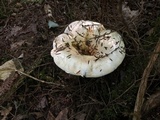 Lactarius piperatus image