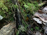 Leotia viscosa image