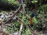 Leotia viscosa image