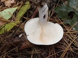 Leucopaxillus albissimus image