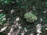 Meripilus sumstinei image