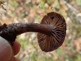 Cortinarius vernus image