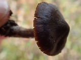 Cortinarius vernus image