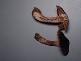 Cortinarius vernus image