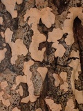 Dendrothele candida image