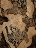 Dendrothele candida image