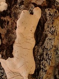 Dendrothele candida image