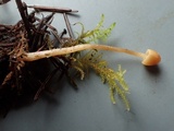 Galerina dimorphocystis image