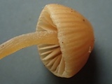 Galerina dimorphocystis image