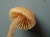 Galerina dimorphocystis image