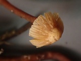 Galerina atkinsoniana image