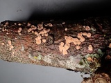 Aleurodiscus grantii image