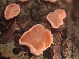 Aleurodiscus grantii image