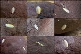 Daldinia concentrica image